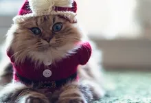 cats animals funny christmas ben torode Art HD Wallpaper
